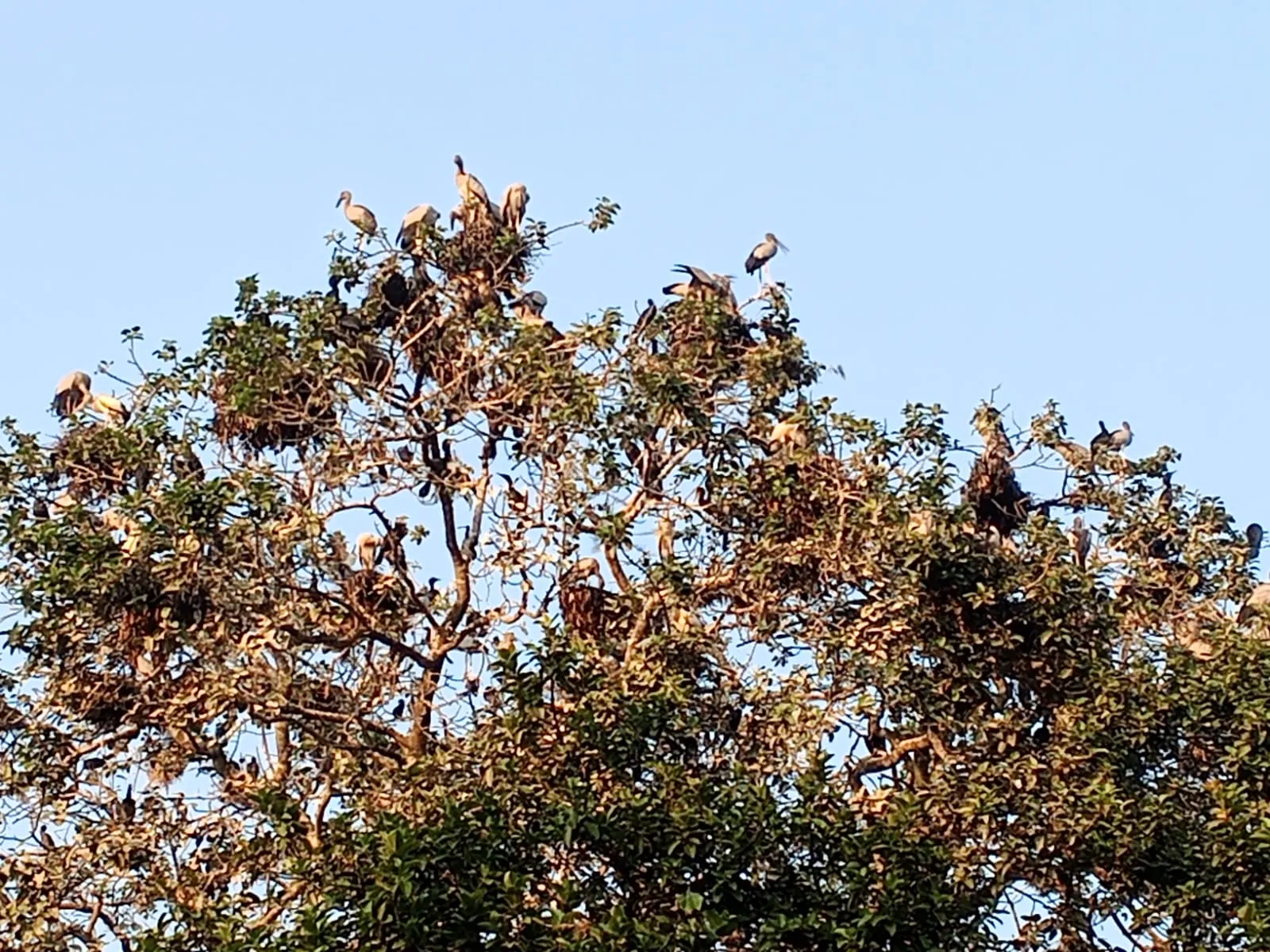 চলনবিল পাড়ে শত শত শামুকখোল ও পানকৌড়ির আবাস, তাড়াশের উলিপুর এখন ‘পাখির গ্রাম’